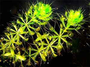 Aldrovanda Vesiculosa