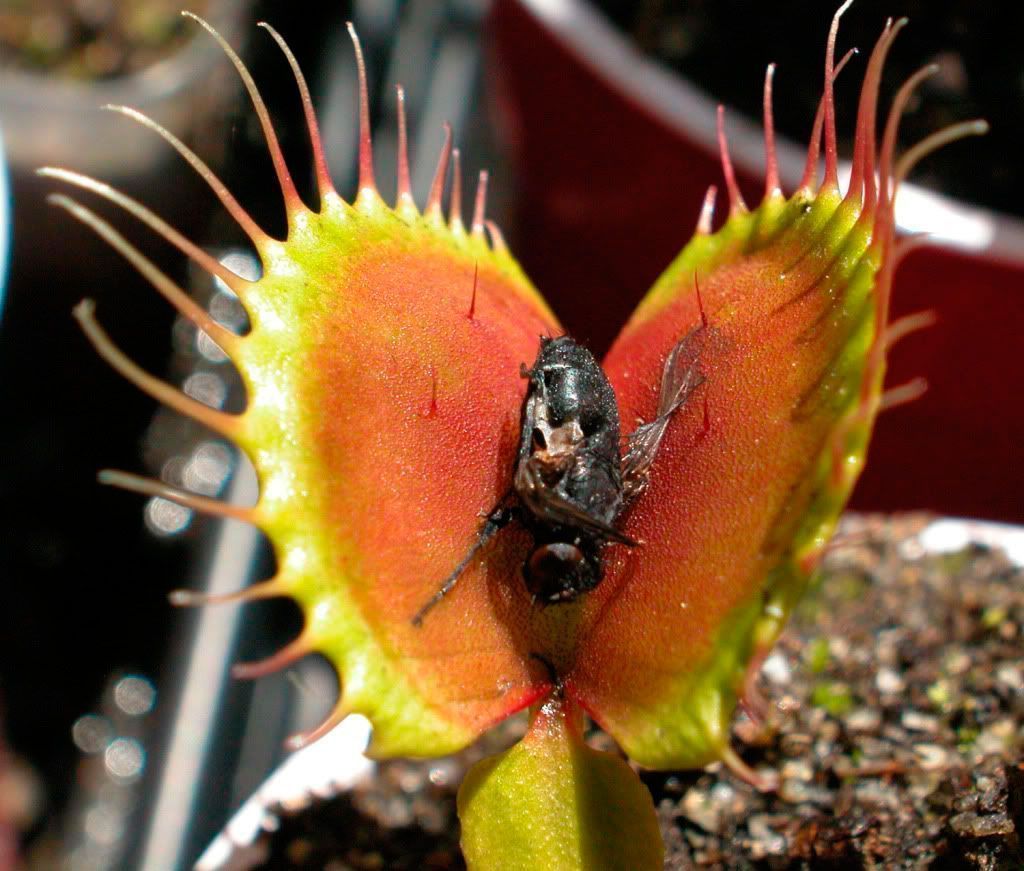 Plantas Carnivoras Carnivoras esMejores Plantas Para El Jard n