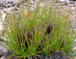 drosophyllum1