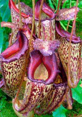 Carnivoras.es