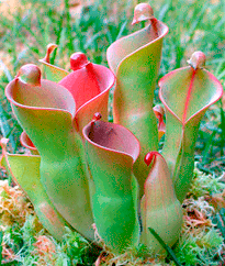 Carnivoras.es