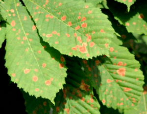 plaga araña roja