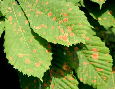 Carnivoras.es