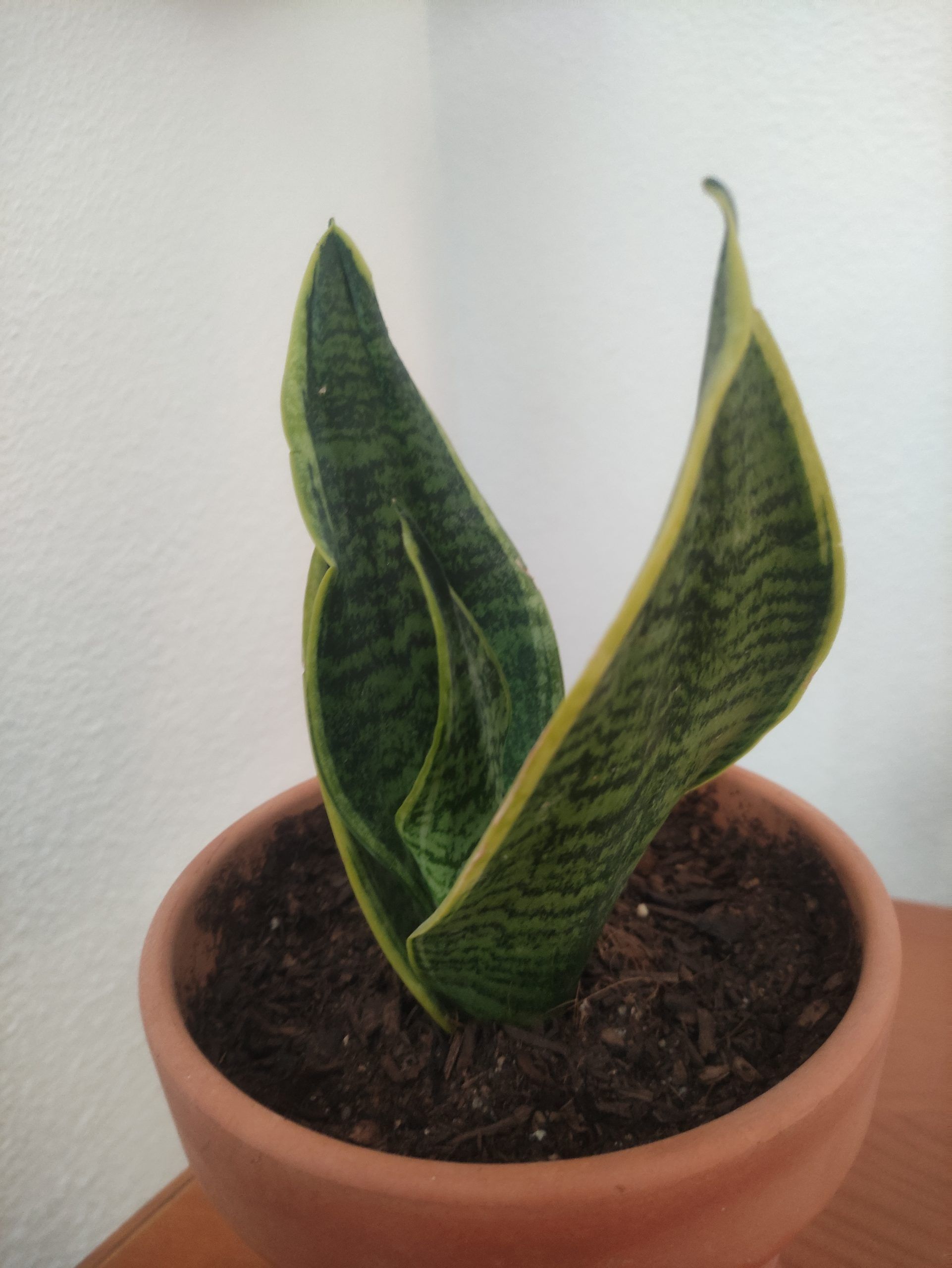 Sansevieria trifasciata planta serpiente o cola de lagarto