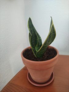 planta serpiente o lengua de suegra