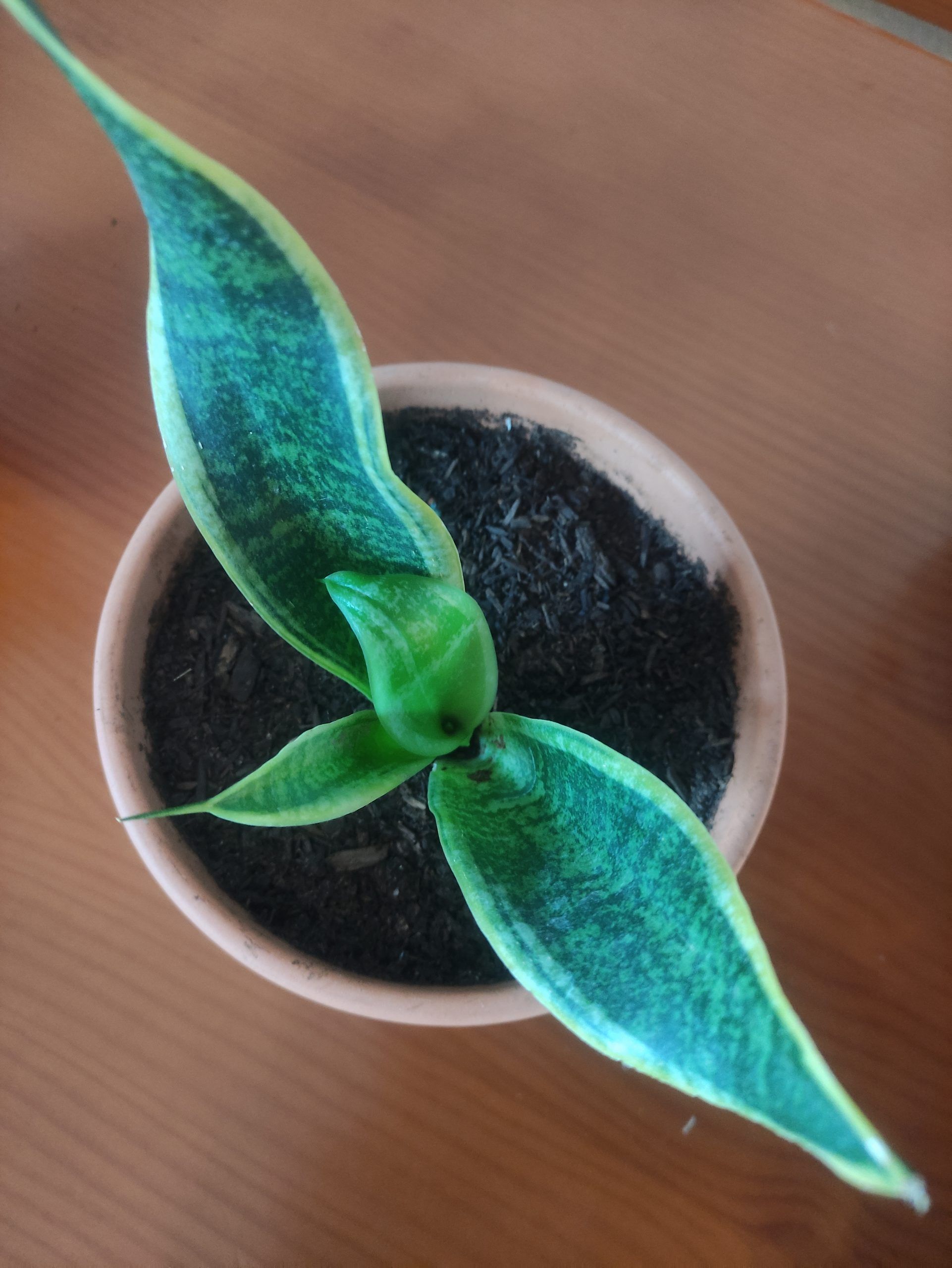 Sansevieria trifasciata Planta serpiente o espada de san Jorge
