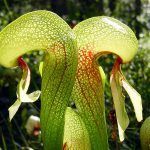 Darlingtonia californica