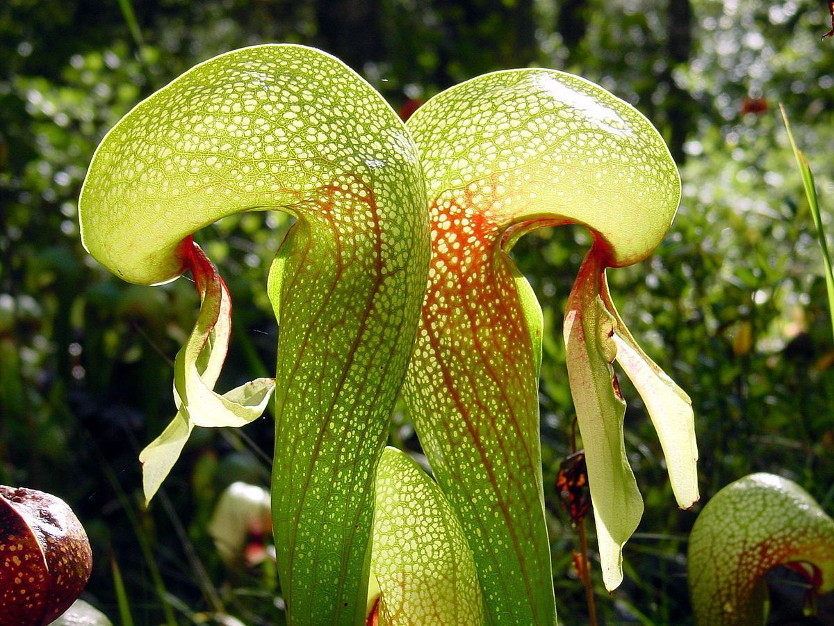 Darlingtonia californica Darlingtonia californica