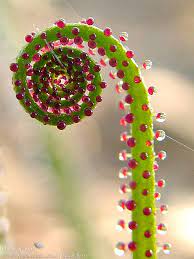 Drosophyllum lusitanicum Drosophyllum lusitanicum