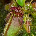 Cephalotus follicularis