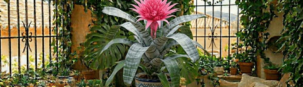 Aechmea flor rosa tropical