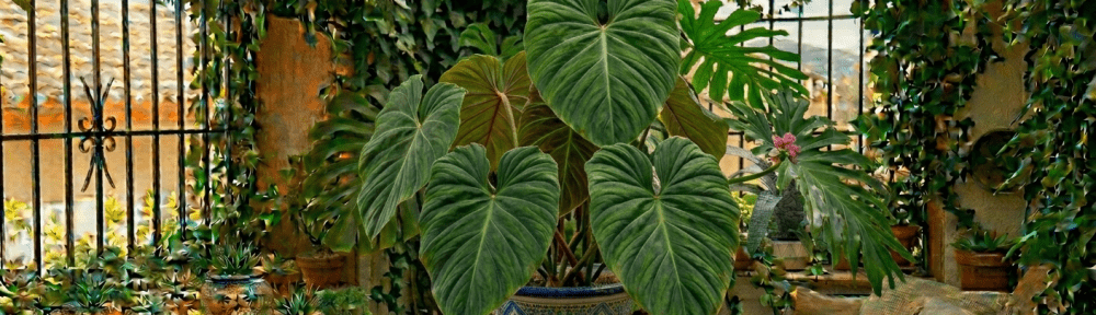 Alocasia hojas grandes interior tropical