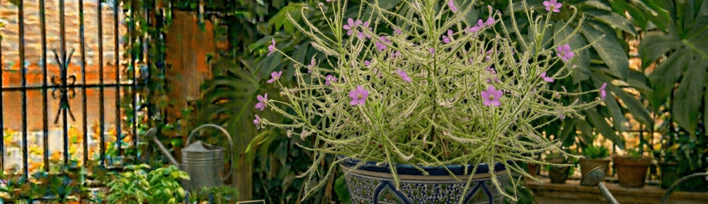Byblis aquatica planta carnívora