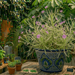 Byblis aquatica planta carnívora