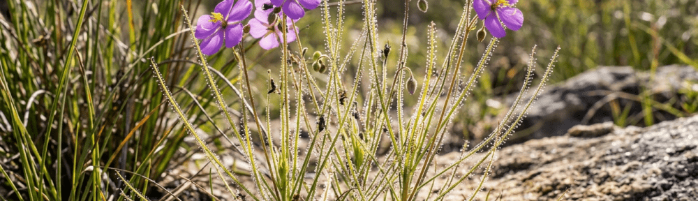Byblis filifolia planta carnívora