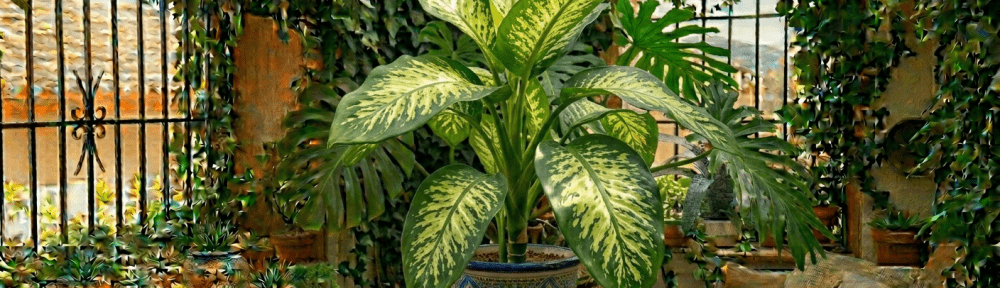 Dieffenbachia hojas variegadas interior