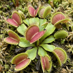 Dionaea muscipula