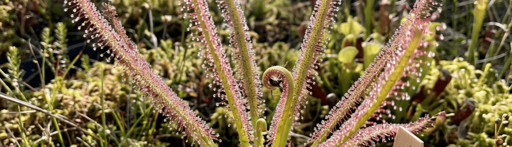 Drosera regia planta carnívora