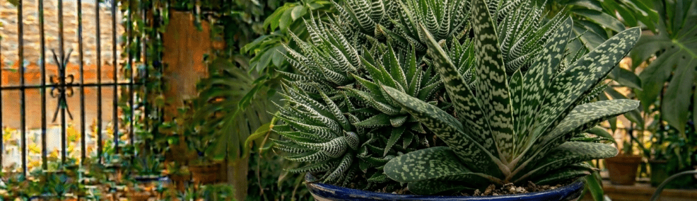 Gasteria suculenta hojas moteadas interior
