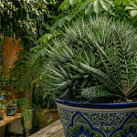 Gasteria suculenta hojas moteadas interior