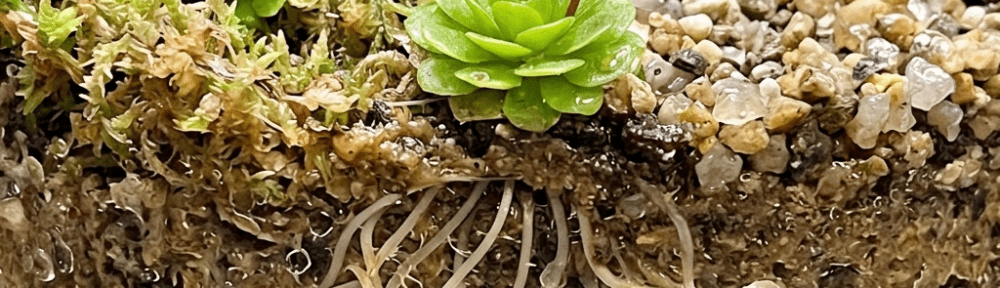 genlisea aurea
