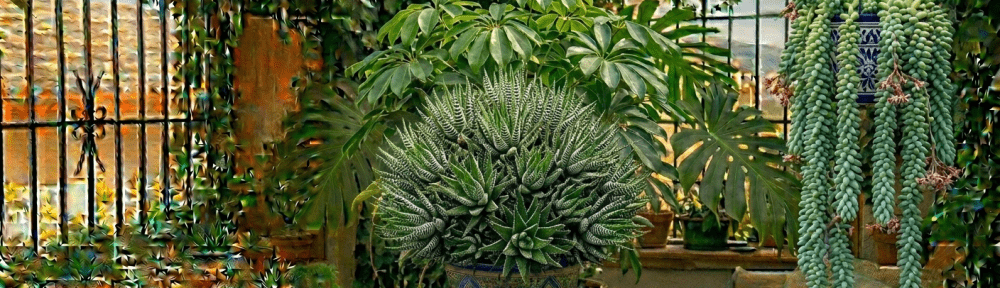 Haworthia fasciata suculenta rayas blancas