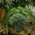 Haworthia fasciata suculenta rayas blancas