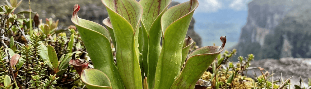Heliamphora chimantensis