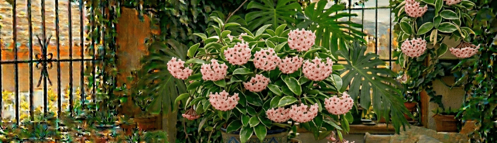 Hoya carnosa flores de cera estrellas