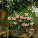 Hoya carnosa flores de cera estrellas