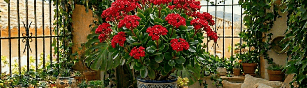 Kalanchoe flores rojas interior