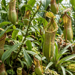 Nepenthes alata planta carnívora