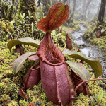 Nepenthes rajah planta carnívora