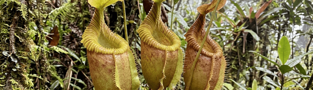 Nepenthes villosa