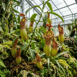 Nepenthes x ventrata planta carnívora