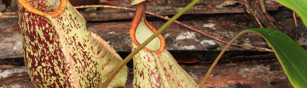 Nepenthes rafflesiana