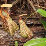 Nepenthes rafflesiana