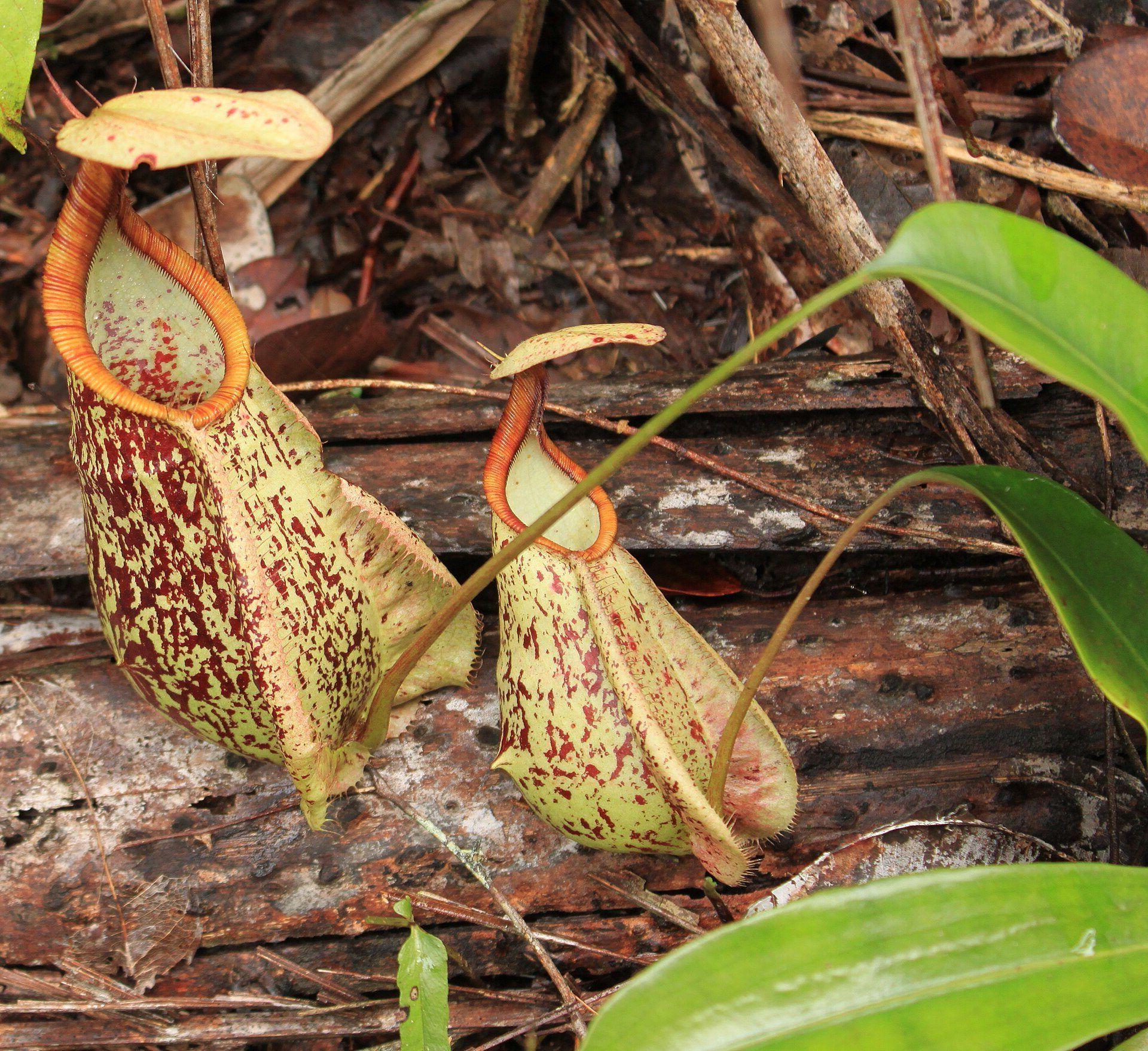 Nepenthes rafflesiana: la planta carnívora de jarra gigante