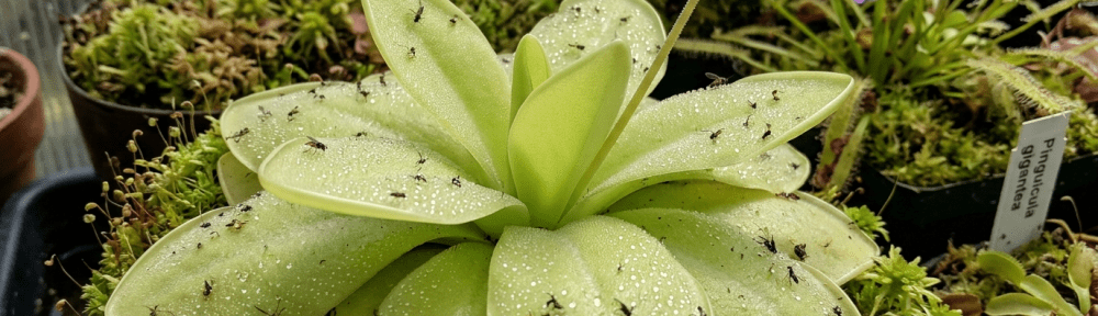 Pinguicula gigantea