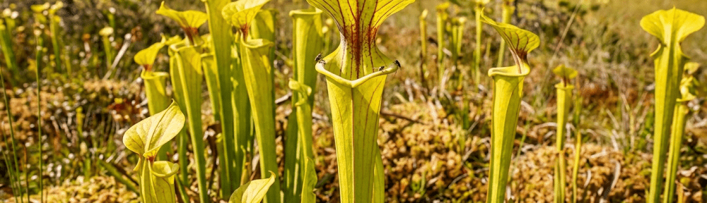 Sarracenia flava
