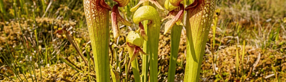 Sarracenia minor planta carnívora