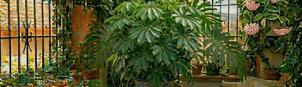 Schefflera hojas paraguas interior