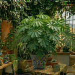 Schefflera hojas paraguas interior
