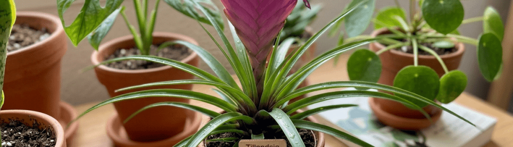 Tillandsia pluma rosa floración
