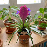 Tillandsia pluma rosa floración