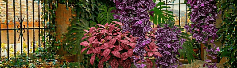 Tradescantia colgante hojas moradas