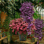 Tradescantia colgante hojas moradas
