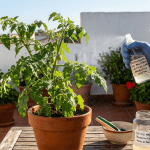 bacterias-lacticas-plantas