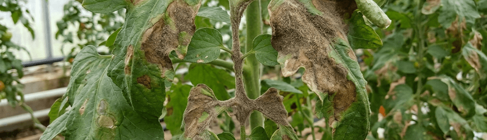 botritis en hojas con moho gris