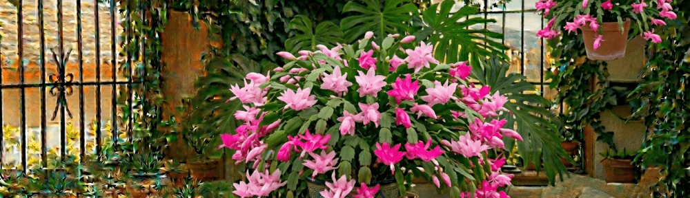 cactus de Navidad flores rosas invierno